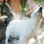 Esse cuidado comum com cães pode estar fazendo mais mal do que bem segundo especialistas