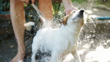 Esse cuidado comum com cães pode estar fazendo mais mal do que bem segundo especialistas
