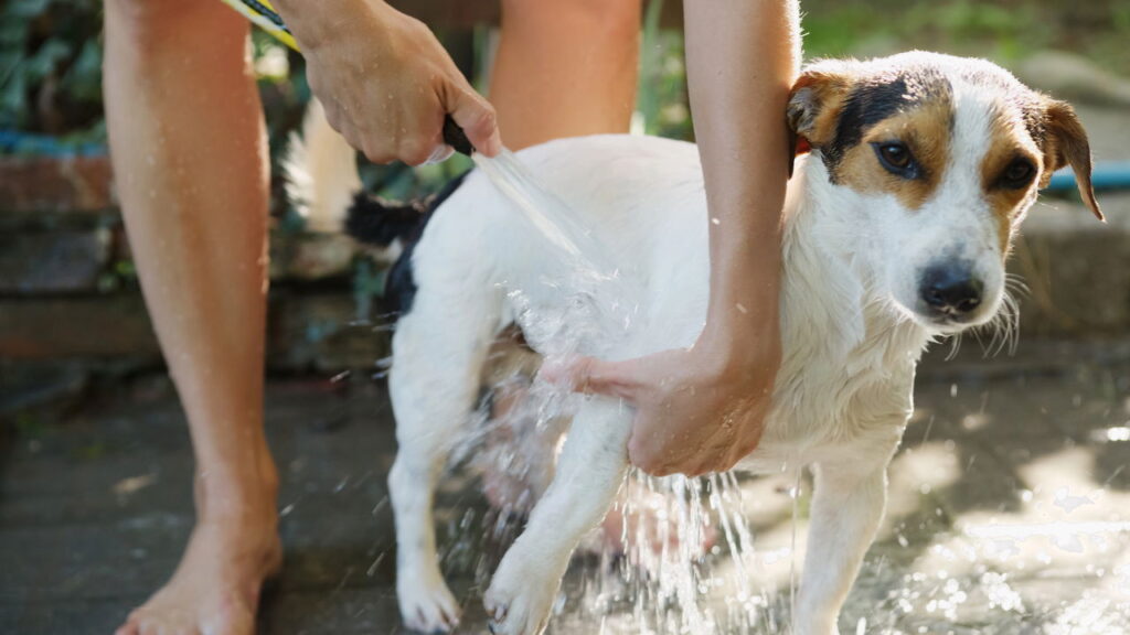 Esse cuidado comum com cães pode estar fazendo mais mal do que bem segundo especialistas