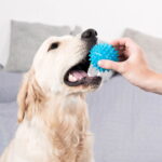 O gesto mais carinhoso do seu cachorro tem um significado incrível