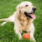 O gesto mais carinhoso do seu cachorro tem um significado incrível