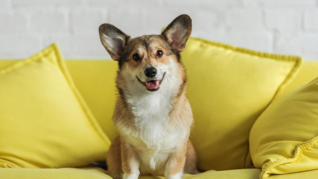O que significa quando seu cão se esfrega no chão depois do banho?