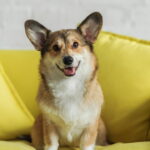 Esse hábito curioso dos cães tem uma explicação surpreendente