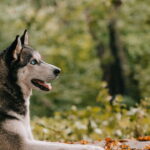 O que significa quando seu cão se esfrega no chão depois do banho?