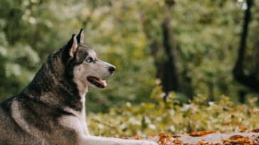 O que significa quando seu cão se esfrega no chão depois do banho?