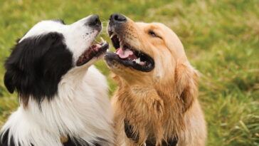 Muita gente acha fofura, mas esse comportamento pode esconder um alerta