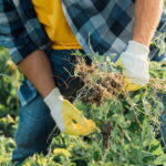 Especialistas revelam o erro que está secando plantas dentro de casa
