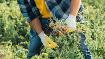 Especialistas revelam o erro que está secando plantas dentro de casa