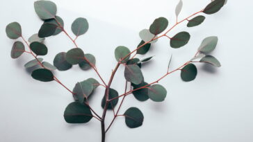 Essa planta brasileira mudou minha luta contra os mosquitos