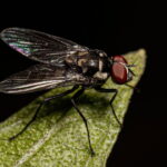 A planta que parece inofensiva mas atrai moscas o tempo todo