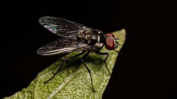 A planta que parece inofensiva mas atrai moscas o tempo todo