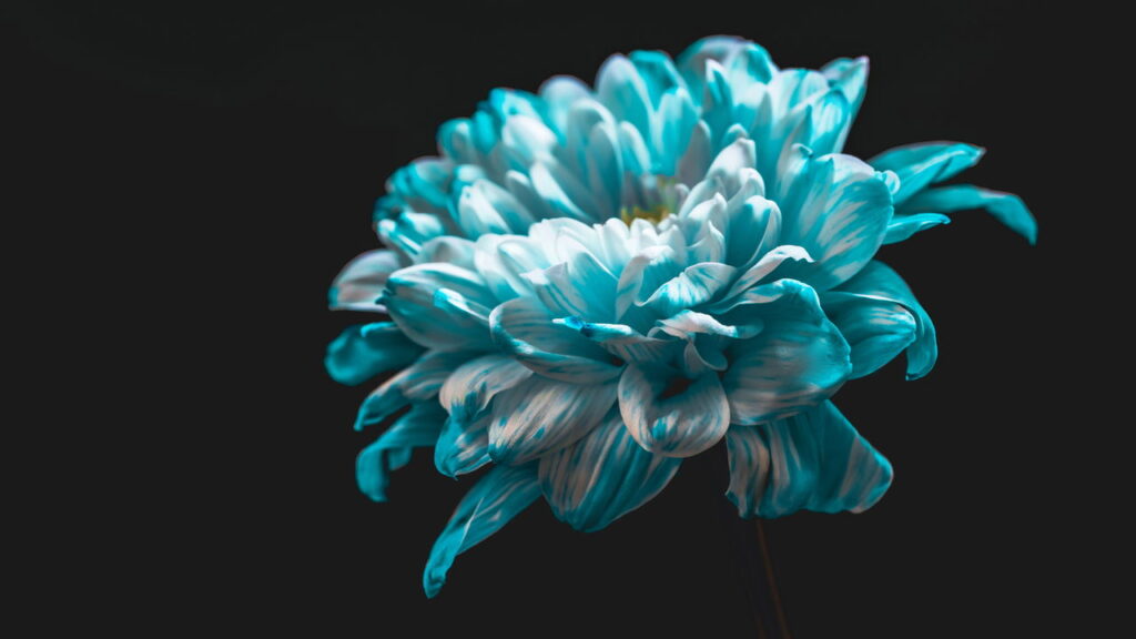 5 passos fáceis para criar marca páginas de flor em crochê delicado