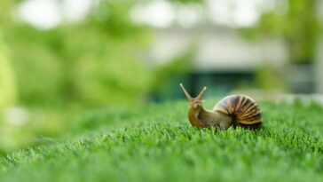 Esse caracolzinho em crochê está conquistando corações pelo Brasil