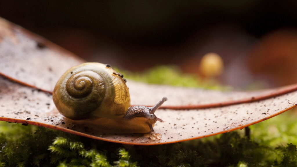 Esse caracolzinho em crochê está conquistando corações pelo Brasil