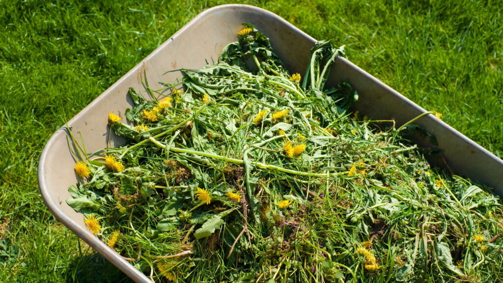 Por que aplicar vinagre em pátios e calçadas segundo um jardineiro profissional