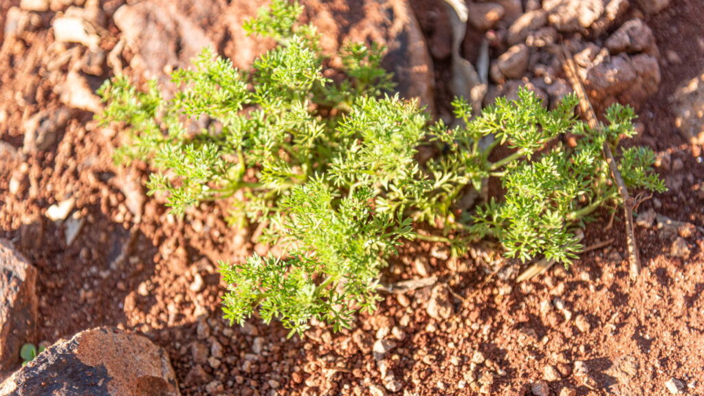 Por que aplicar vinagre em pátios e calçadas segundo um jardineiro profissional