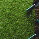 As bromélias mais fáceis de cultivar em casa e deixar sua decoração incrível