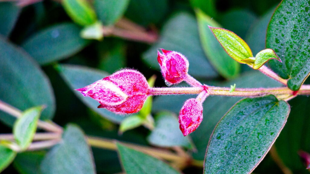 Ela muda de cor sozinha e virou o xodó dos jardins brasileiros