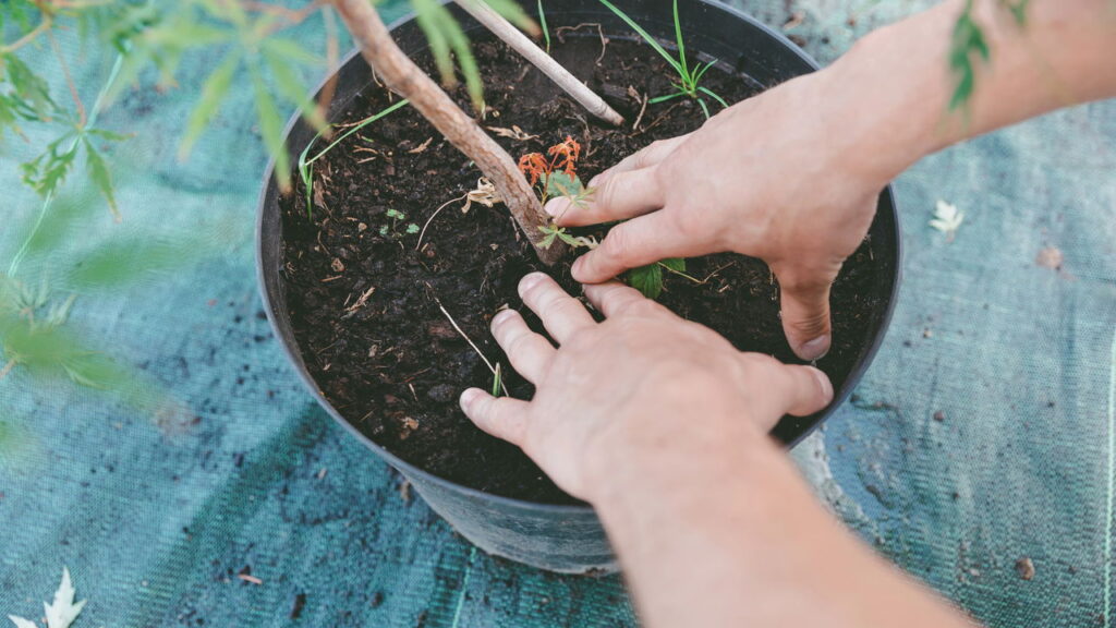 Esse detalhe muda tudo no cuidado com plantas tropicais