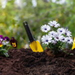 Especialistas revelam o erro que está secando plantas dentro de casa