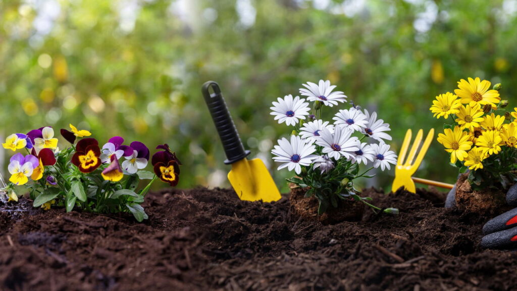 A técnica com papel alumínio que virou tendência entre quem cultiva plantas em casa