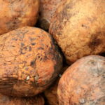 Como cultivar jenipapo com técnicas práticas da agricultura brasileira