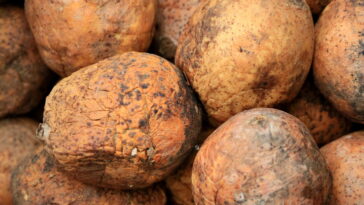 Como cultivar jenipapo com técnicas práticas da agricultura brasileira