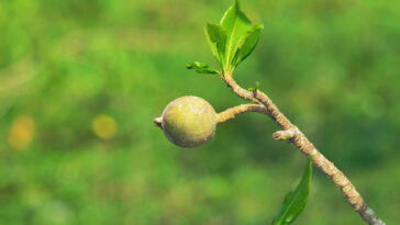 Como cultivar jenipapo com técnicas práticas da agricultura brasileira