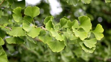 Essa planta milenar está ajudando brasileiros com varizes e esquecimentos