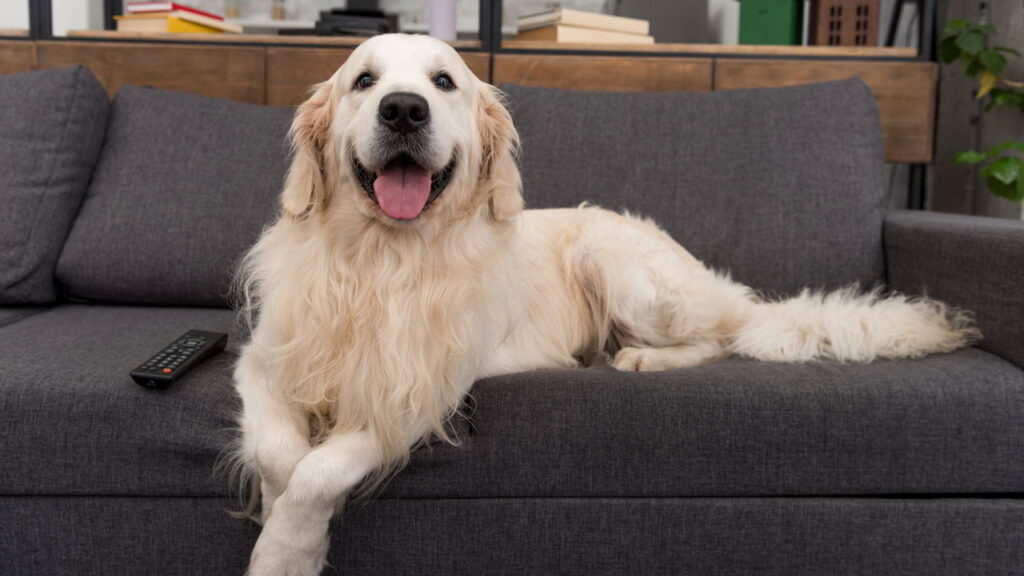 Ninguém imagina o segredo por trás da popularidade do golden retriever