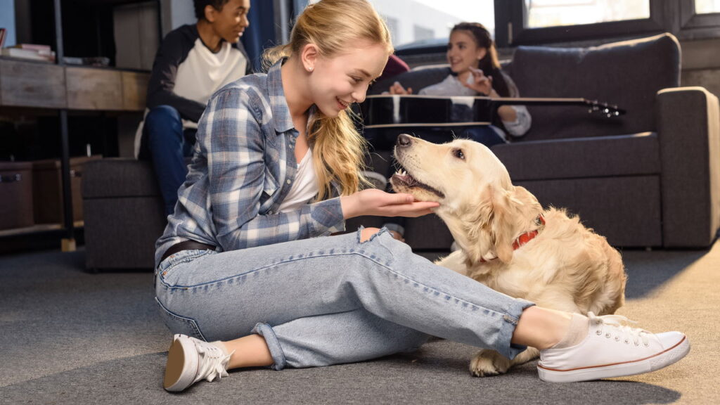 Ninguém imagina o segredo por trás da popularidade do golden retriever