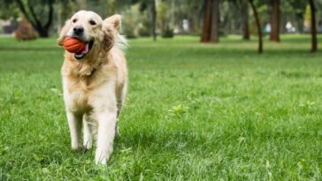 Como fazer amigurumi de cachorrinho em crochê com dicas simples e criativas