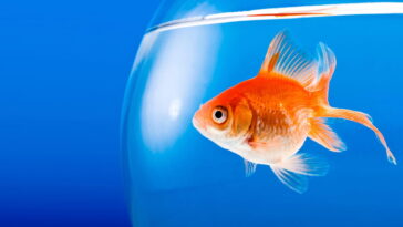 Passo a passo para confeccionar chaveiro de peixinho dourado artesanal em crochê