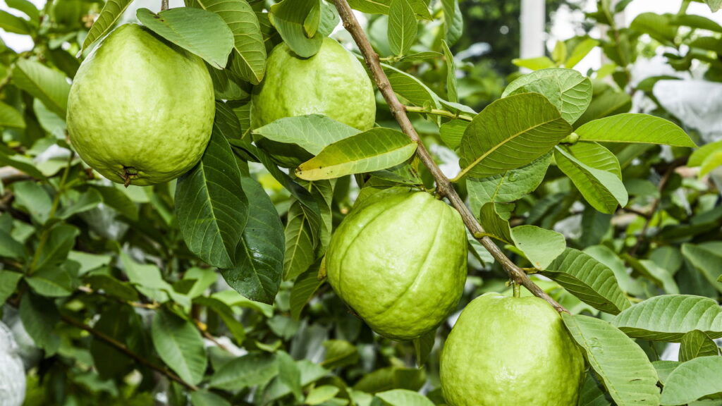 O segredo da fruta que supera até a laranja em vitamina C