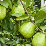 O segredo da fruta que supera até a laranja em vitamina C