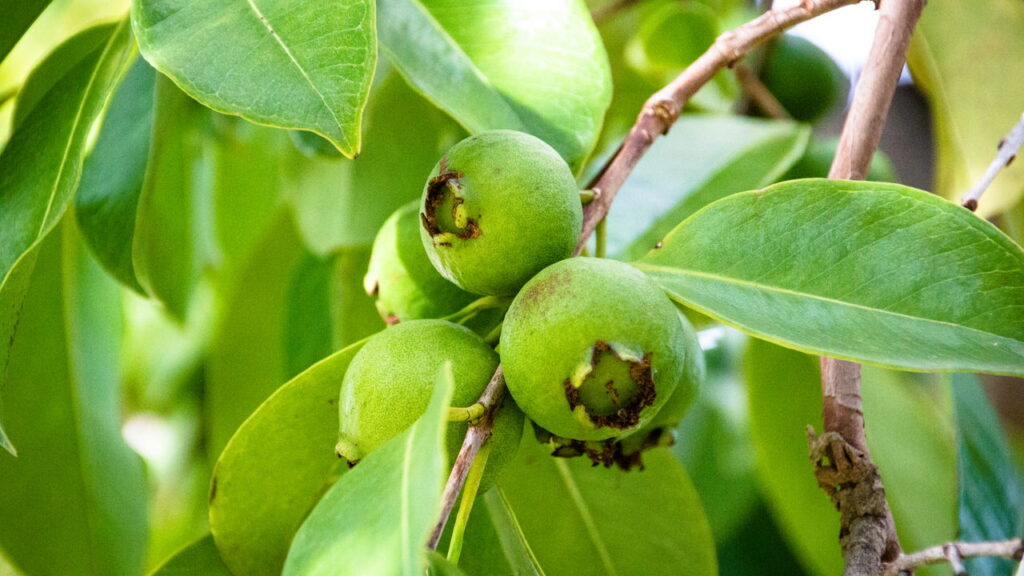 O segredo da fruta que supera até a laranja em vitamina C