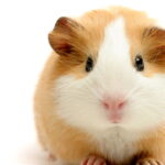 Hamster de crochê passo a passo, um tutorial fácil e completo para crocheteiras