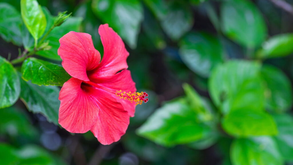 Flor de hibisco decorativa em crochê para decorar com charme