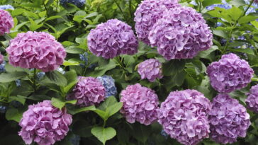 A flor mais amada da primavera está sumindo dos jardins e o motivo é preocupante