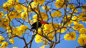 A árvore que se tornou símbolo de força está encantando o país mais uma vez