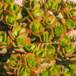 O segredo para ter uma árvore de jade com folhas verdes e brilhantes