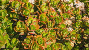 O segredo para ter uma árvore de jade com folhas verdes e brilhantes