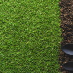 Como plantar boldo em vasos ou jardim e aproveitar seus benefícios naturais