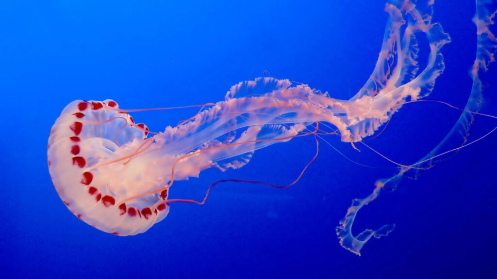 O penduricalho de crochê que virou moda entre amantes do mar