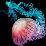 O penduricalho de crochê que virou moda entre amantes do mar
