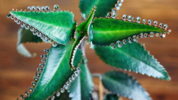 Aprenda como fazer muda da planta que simboliza prosperidade no Brasil