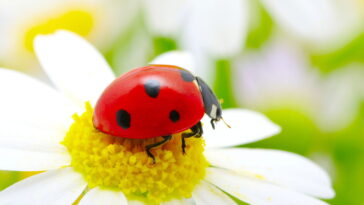 Esse descanso de joaninha em crochê está conquistando corações e mesas