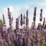 Passo a passo de chaveiro de lavanda em crochê para iniciantes
