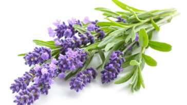 Essa flor de crochê é simples de fazer e encanta qualquer ambiente