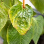 Esse erro comum pode estar matando suas plantas de dentro para fora